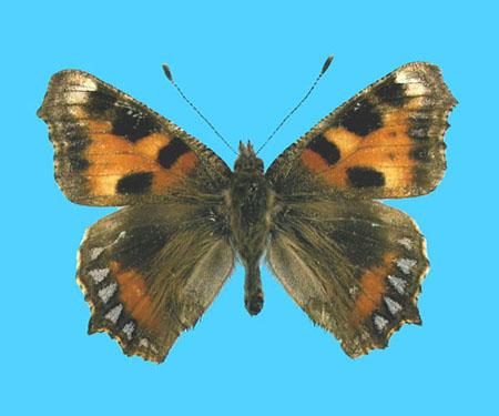 Aglias urticae ab. seminigra no-date Ashton, Oundle, UK (Internet Image property of respective owner, non-commercial use only)